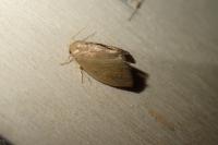 Heterogenea asella