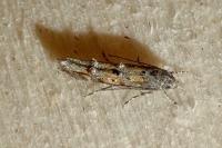 Mompha miscella