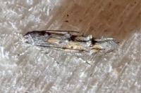 Mompha miscella