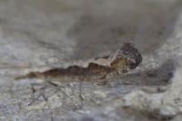 Plutella xylostella