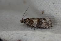 Celypha cespitana