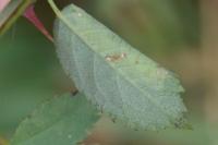 Coptotriche angusticollella