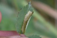 Coptotriche angusticollella