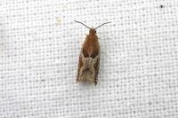 Ancylis comptana