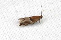 Ancylis comptana