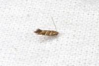 Cameraria ohridella