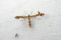 Oxyptilus