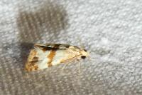 Phalonidia contractana