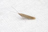 Coleophora