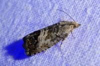 Cydia splendana