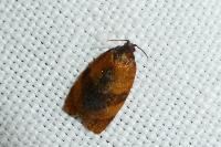 Cacoecimorpha pronubana