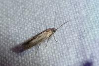 Scythris