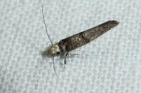 Paraswammerdamia nebulella