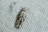 Stenolechia gemmella