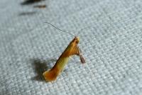 Caloptilia robustella