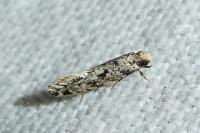 Nemapogon