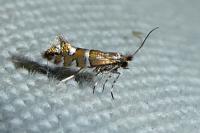 Phyllonorycter