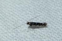 Parectopa ononidis