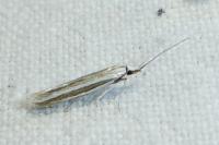 Coleophora