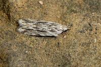 Anarsia innoxiella