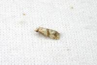 Phalonidia contractana