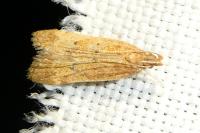 Helcystogramma lutatella