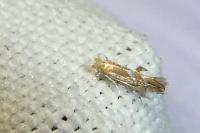 Phyllonorycter
