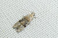 Altenia scriptella