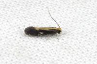 Monopis obviella