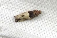 Gypsonoma aceriana