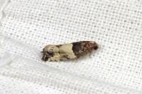 Gypsonoma aceriana