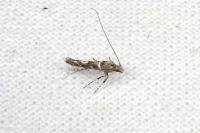 Acrocercops brongniardella