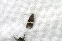 Aproaerema taeniolella