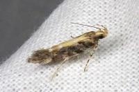 Aristotelia decoratella