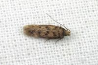Bryotropha