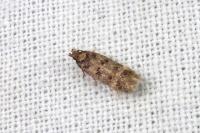 Bryotropha