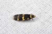 Oegoconia