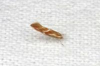Phyllonorycter corylifoliella