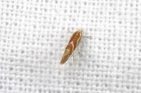 Phyllonorycter corylifoliella