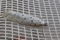 Yponomeuta