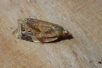 Ditula angustiorana