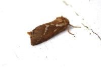 Korscheltellus lupulinus
