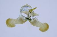 Dichrorampha plumbana