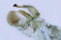 Eteobalea intermediella