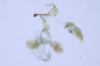 Eteobalea intermediella