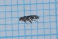 Eudarcia nigraella