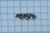 Eudarcia nigraella