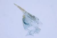 Eudarcia nigraella