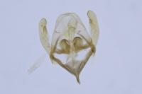 Rebelia plumella surientella