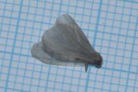 Rebelia plumella surientella